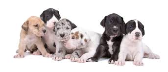 Of course, your great dane won't be a puppy forever, and at some point, the dilemma of this is one of the best dog foods for great danes that contains only premium, 100% natural ingredients with absolutely no corn, wheat or artificial colors. Best Dog Food For Great Danes 2021 Recommended Brands For Puppies Adult Senior