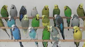 how yellow and blue make green in parrots budgies wild budgies parakeet