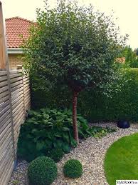 Buchsbaum Husten European Wild Ginger Globus Kirsche Garten Landschaftsbau Garten Garten Ideen