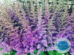 Astilbe Black N Blue Flowers Astilbe Instagram Posts