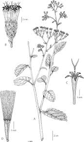 Image result for Vernonia zanzibarensis