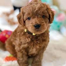 Puppy Goldendoodle Online Shopping