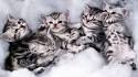 American Shorthair Kittens for Sale - Adoptapet