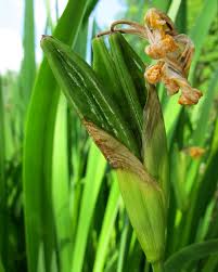 What comes with the airpods? Photo Of The Seed Pods Or Heads Of Species Iris Iris Pseudacorus Posted By Admin Garden Org