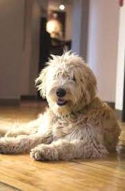 Pin By Dog Lover On Goldendoodle English Goldendoodle Goldendoodle Puppy Goldendoodle