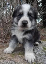 Black And Silver German Shepherd Puppies For Sale Near Me Black Silver Panda Long Coat Male From K9 Pines German Shepherd Www K9pines Com Panda German Shepherd Dog Mixes Dogs And Puppies