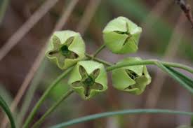 Image result for Sisyranthus imberbis