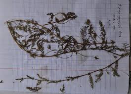 Image result for Xenostegia pinnata