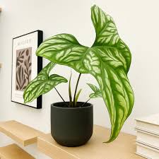 Image result for Cercestis