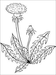 Dandelion Coloring Page Coloring Pages Flower Coloring Pages Dandelion Drawing Coloring Pages
