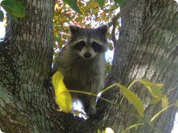 If I See A Raccoon Out During The Day Does It Have Rabies Active During The Daytime Raccoon Little Critter Baby Animals