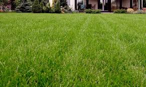 › best grass weed and feed. Diy Lawn Care The Pest Shop