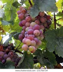 Image result for Uncinula necator