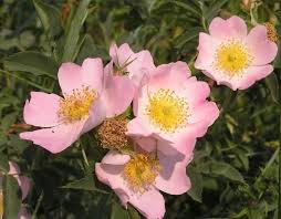 الورود العشرة للدكتور عائض القرني باقة الورد واجمل الكلام بالصور icing food 10 things