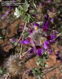 Image result for Indigofera pulchra