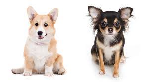 We did not find results for: Corgi Chihuahua Mix Is The Cohuahua Your Next Pet
