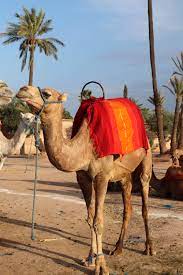 How to behave on the road. Camel Riding In Morocco Sparkles And Shoes