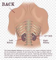 They are located just below the rib cage, one on each side of your spine. Dr Gaytri Gandotra Rib Cage Kidney Shoulder Vertebral Column Png 1688x1804px Watercolor Cartoon Flower Frame Heart