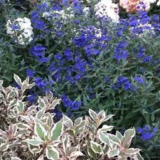 Spring is the best time to plant a new tree here in michigan. Best Shrubs And Trees For St Louis Missiouri Area Sugar Creek Gardens