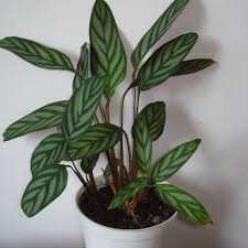 Let the surface of the soil dry out between watering. Ctenanthe Setosa Indoor Plants Calathea Plant Plants Rainforest Plants