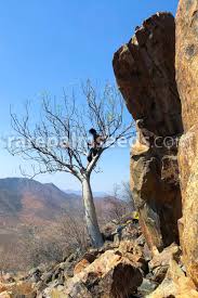 Most deadly trees look deceptively normal, akin to edible vegetation or at least typical shade trees in their general appearance. Moringa Ovalifolia Namibian Phantom Tree Buy Seeds At Rarepalmseeds Com