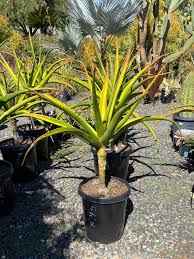 Image result for Aloe ballii