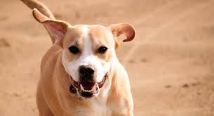 We did not find results for: Pitbull Lab Mix A Complete Guide To The Bullador