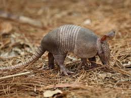 Weave-Away: The Purpose Of Armadillo Armor