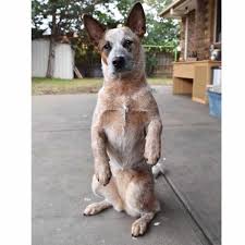 Blue Heeler Lab Mix
