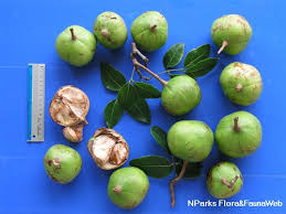 Image result for Xylocarpus