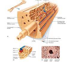 The threemain types of cells that make up bone tissue include: Fruit Caricature Microscopic Structure Of Bone Diagram