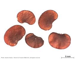 Image result for Dalbergia melanoxylon