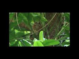Mucaro Comun Canta Puerto Rican Screech Owl Megascops Nudipes Endemica Youtube Puerto rico's long history of separatists | the nib. mucaro comun canta puerto rican screech owl megascops nudipes endemica