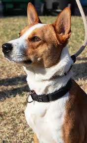 Black And White Australian Cattle Dog Mix Adopt Chevy On Petfinder Animal Shelter Adoption Dog Adoption Australian Cattle Dog Blue Heeler