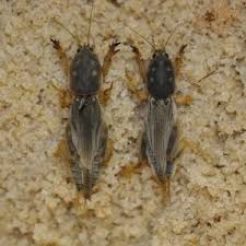 If you've got pavement ants or carpenter ants now's the time to have us do a free inspection and estimate.if you've got pavement ants or carpenter ants ipm pest control is in vancouver, british columbia. Biology And Control Of Mole Crickets Alabama Cooperative Extension System