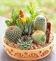 Cover the bottom of your container with the pea gravel. Cactus Dish Garden From 1 800 Flowers Com 1828 Cactus Arrangement Mini Cactus Garden Succulents