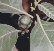 Image result for Morinda asteroscepa