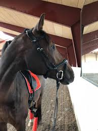 Riding donatello at the olympic equestrian centre, the double athens 2004 gold medallist scored 72.237% to finish ahead of the. Ann Cathrin Lubbe Para Dressage Norway Startseite Facebook