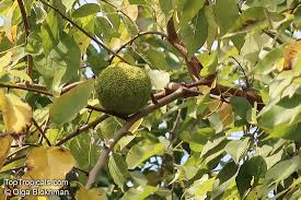 Image result for Maclura