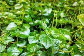 Jun 27, 2021 · manfaat daun sirih sebagai obat tradisional untuk mengobati sejumlah masalah kesehatan seperti kolesterol dan mimisan. Mengenal Sirih Cina Banyak Tumbuh Liar Di Pinggir Got Kini Banyak Dicari Untuk Obat Portal Jember