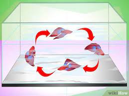 If your betta isn't zipping around his tank from time to time, that's not good. How To Have A Happy Betta Fish With Pictures Wikihow