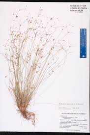 Image result for Bulbostylis contexta