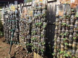 Growing Strawberries In Plastic Bottles Vertically Early Mid And Late Variety Vertical Garden Save Garden Growing Strawberries