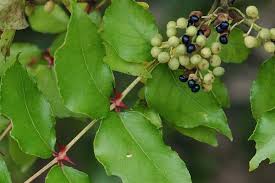 Image result for Zanthoxylum sp. A