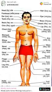 Body parts pictures for classroom and therapy. 100 Best Images Videos 2021 Body Parts Names Whatsapp Group Facebook Group Telegram Group