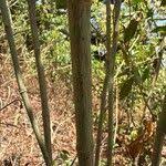 Image result for Tarenna pavettoides