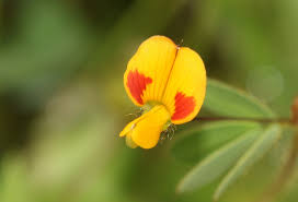 Image result for Smithia elliotii