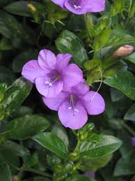 Image result for Barleria