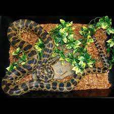 Yellow Anaconda Anaconda Yellow Super Snake