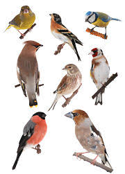 backyard bird identification identify your visitors